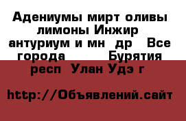 Адениумы,мирт,оливы,лимоны,Инжир, антуриум и мн .др - Все города  »    . Бурятия респ.,Улан-Удэ г.